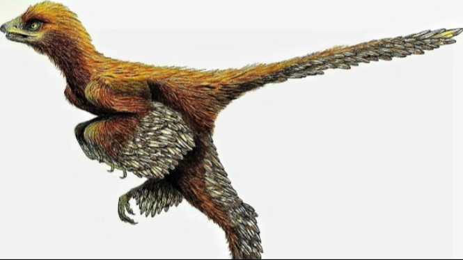 Sinosauropteryx Dinosaurus yang Fosilnya Ditemukan di China