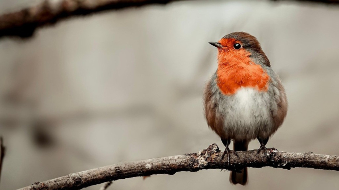 Burung Robin