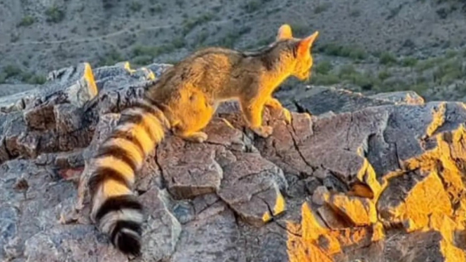 Kucing Ekor Cincin (Ringtail) yang Memesona