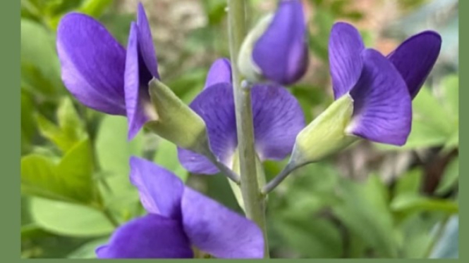 False Indigo