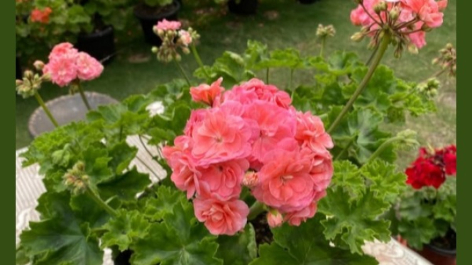 Cranesbill (Geranium)
