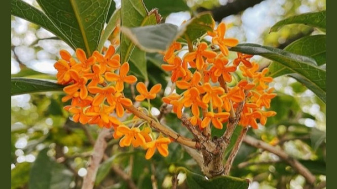Fragrant olive