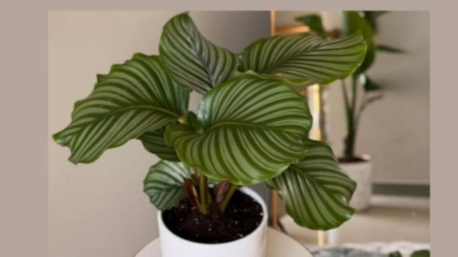 Calathea