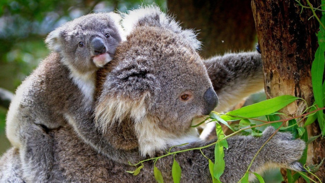 Baby Koala dalam Gendongan Ibunya