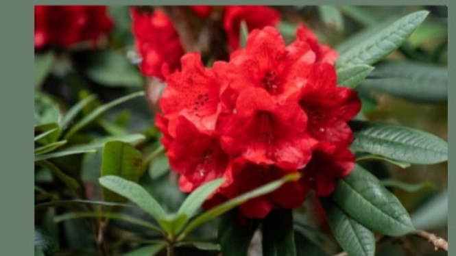 Rhododendrons