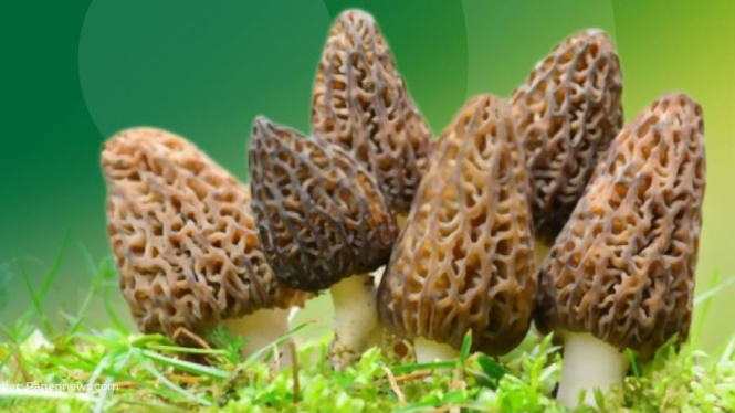 Jamur Morel
