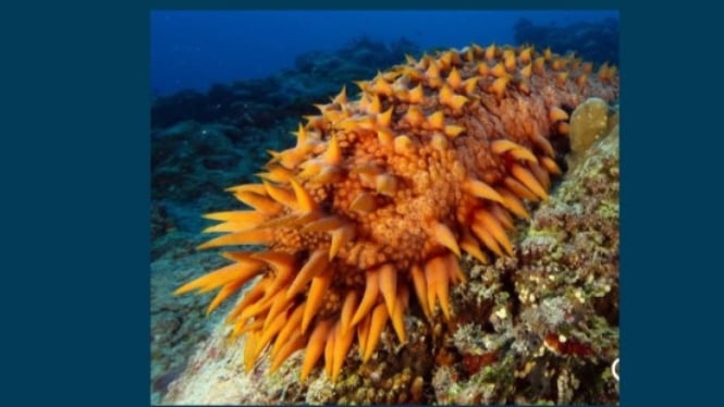 Teripang (Holothuria floridana)