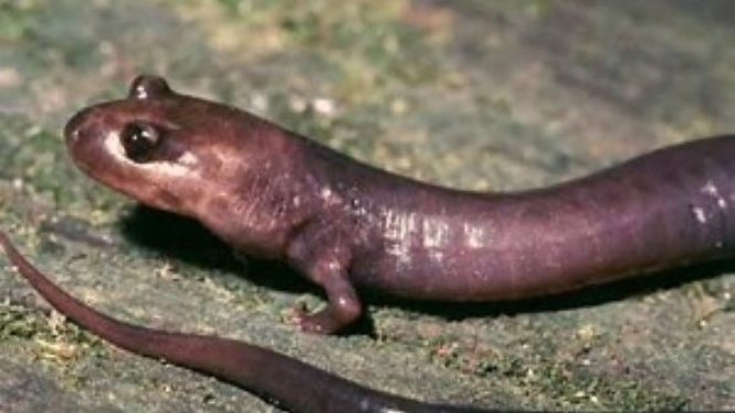 Salamander Raksasa yang Ditemukan
