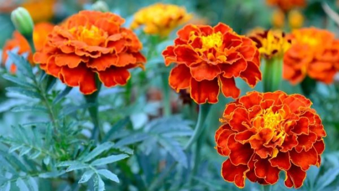 Marigold