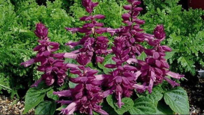 Annual salvias