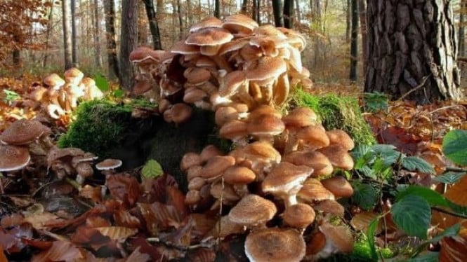 Armillaria ostoyae, Organisme Terbesar di Dunia