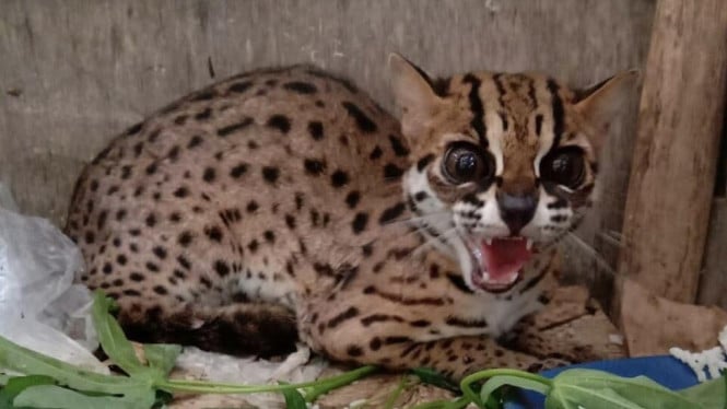 Kucing Hutan