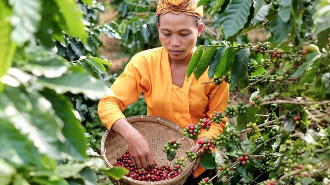 Kopi Senduro, Aroma Khas Semeru
