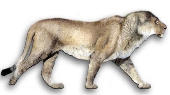 Singa Gua (Panthera spelaea)