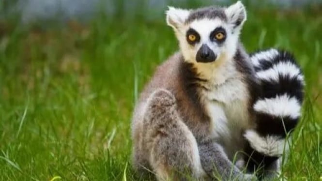 Lemur Ekor Cincin