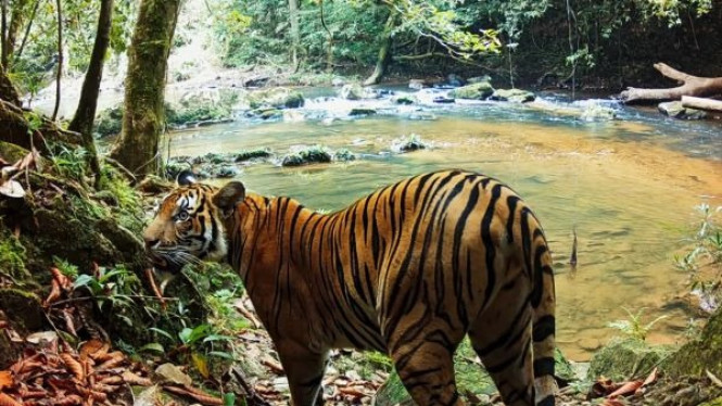 Harimau Malaya Berkaki Tiga
