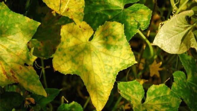 Daun Mentimun yang Menguning