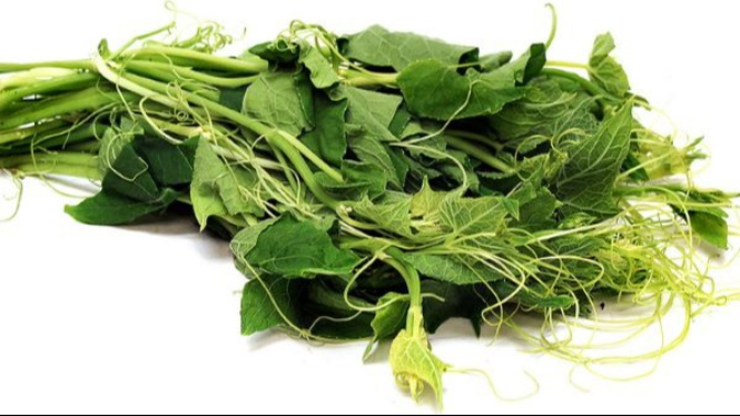 Daun Labu Segar