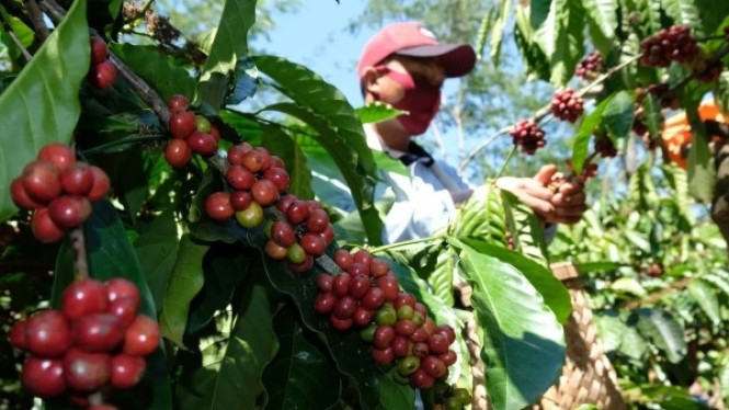 Memanen Kopi Robusta Temanggung sebagai Destinasi Wisata Baru