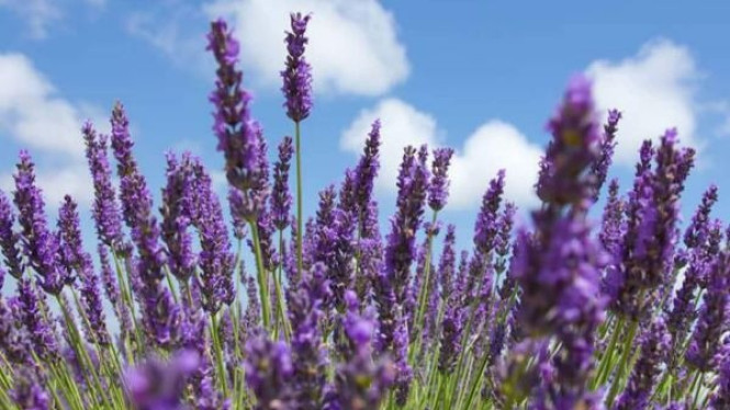 Varietas Lavender Portugis