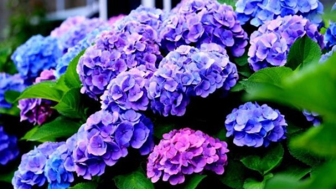 Hydrangea
