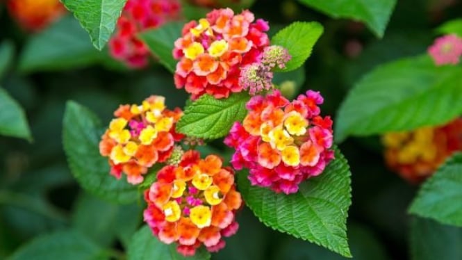 Bunga Lantana