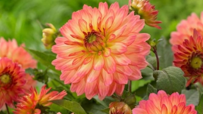 Bunga Dahlia