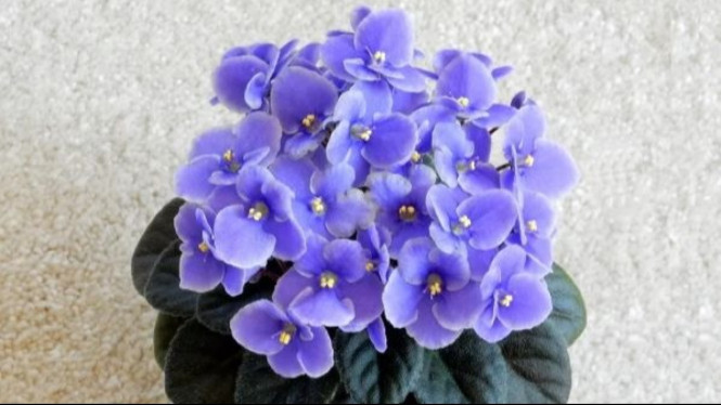 African Violet