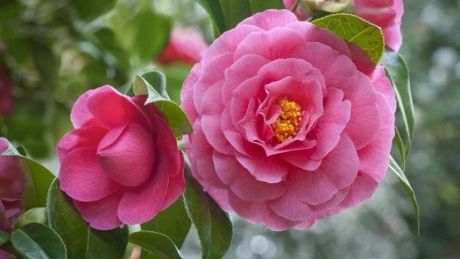 Bunga Camellia