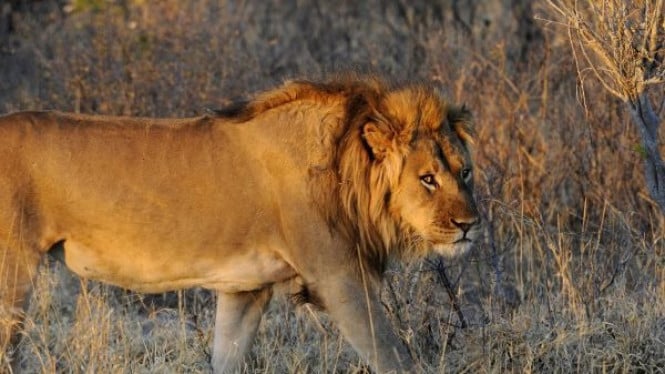 Singa di Taman Nasional Etosha