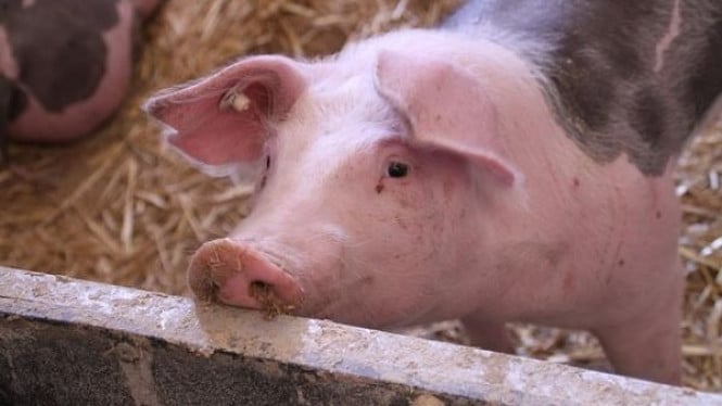 Babi Membantu Identifikasi Penguburan Tersembunyi