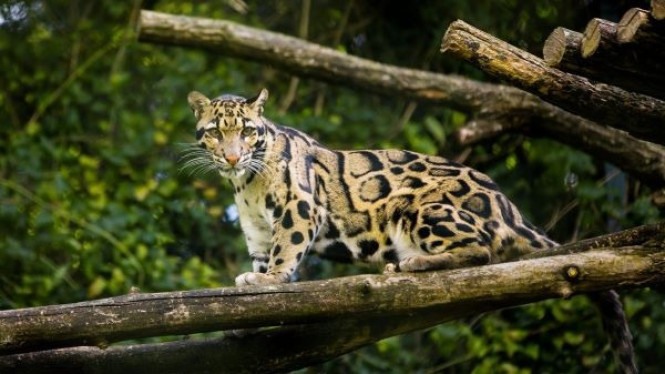 Macan Dahan Menatap Tajam