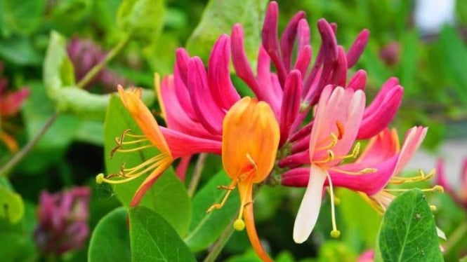 Honeysuckle