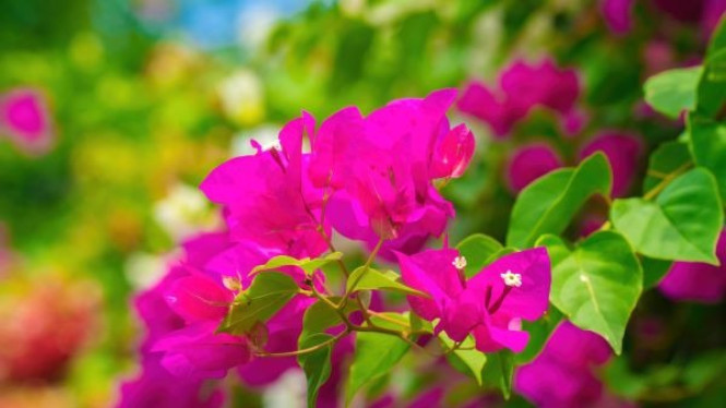 Bugenvil Berwarna Magenta