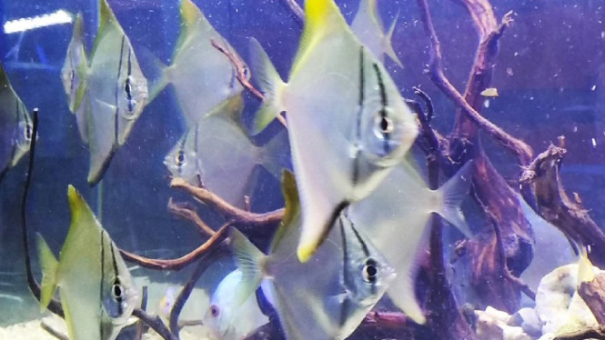 Ikan Monodactylus