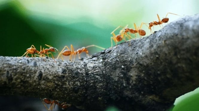 Invasi Semut di Kebun