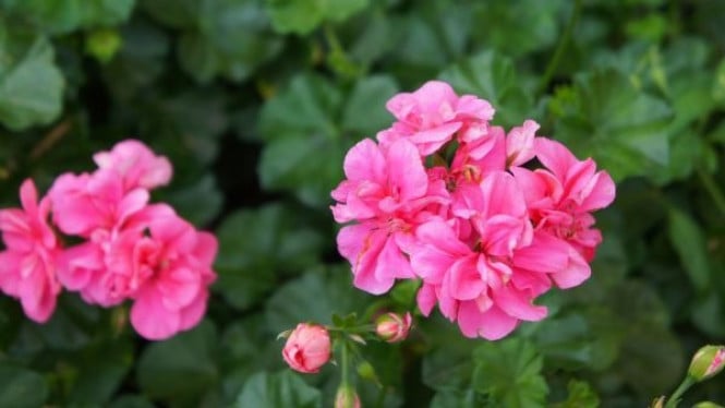 Geranium