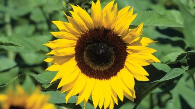 Sunflower