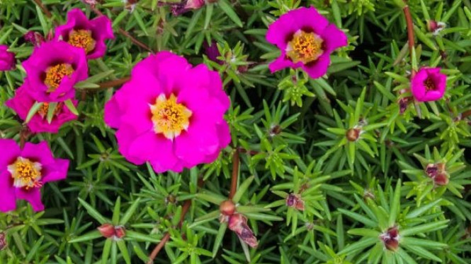 Ross Moss (Portulaca grandiflora)