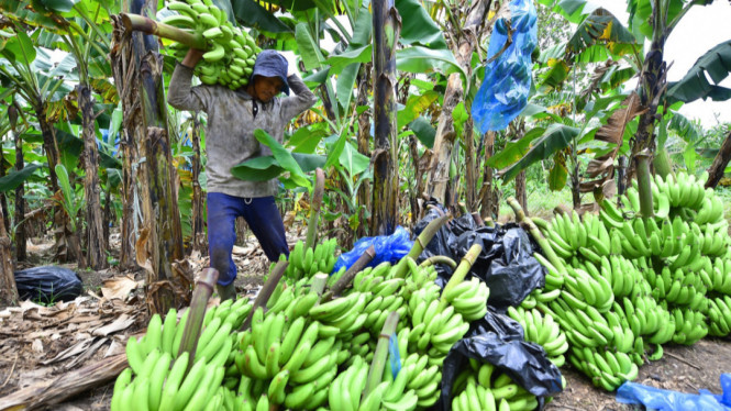 Pisang Cavendis Desa Kalirejo, Kabupaten Pasuruan, Jawa Timur