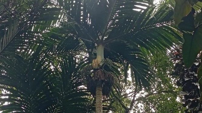 Palem Nyabah