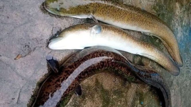 Ikan sidat