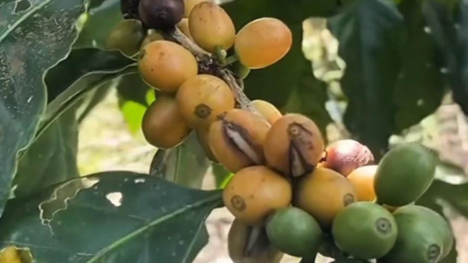 Kopi Arabika Yellow Caturra dan Yellow Bourbon