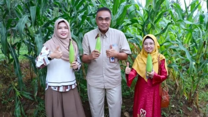 Panen Jagung Organik