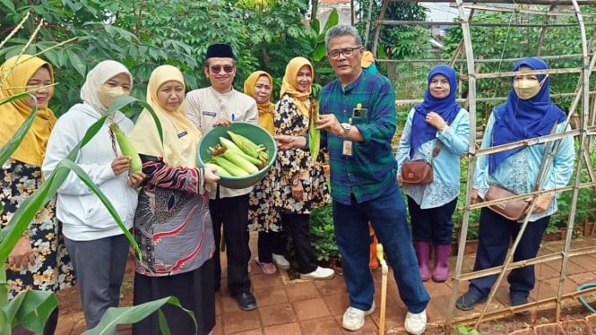 Panen Urban Farming Tanaman Sayur-Mayur