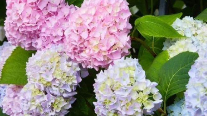 Hydrangea