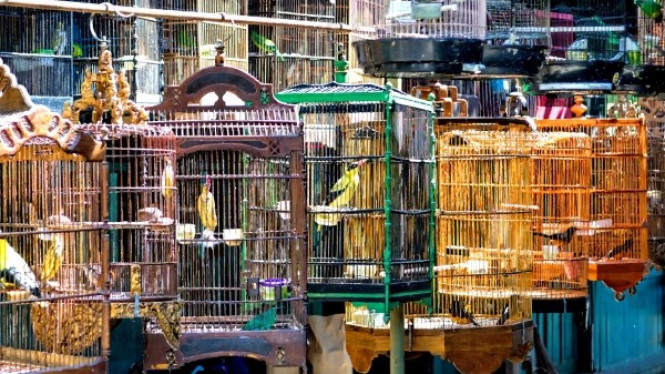 Pasar Burung Satria