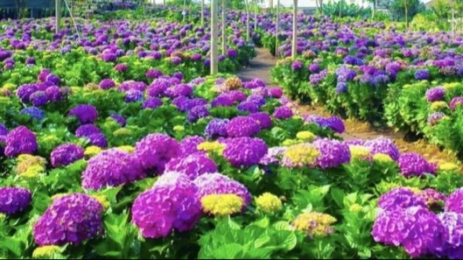 Hamparan Bunga Hortensia di Taman Bunga Coban Talun