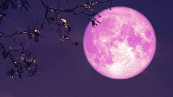 Pink Moon