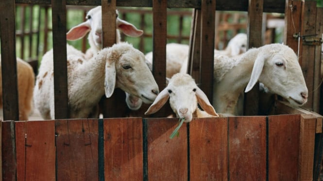 Kambing Kurban